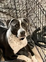 Ref, a male American Pit Bull Terrier for sale in Albertville, MN – 1 of 1