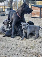 KIng Corso Lozano, a male Cane Corso for sale in Lancaster, CA – 6 of 10