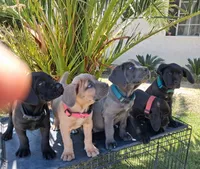 KIng Corso Lozano, a male Cane Corso for sale in Lancaster, CA – 2 of 10