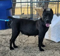 KIng Corso Lozano, a male Cane Corso for sale in Lancaster, CA – 8 of 10