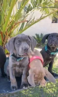 KIng Corso Lozano, a male Cane Corso for sale in Lancaster, CA – 4 of 10