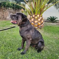KIng Corso Lozano, a male Cane Corso for sale in Lancaster, CA – 10 of 10