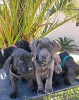KIng Corso Lozano, a male Cane Corso for sale in Lancaster, CA – 5 of 10