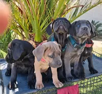 KIng Corso Lozano, a male Cane Corso for sale in Lancaster, CA – 3 of 10