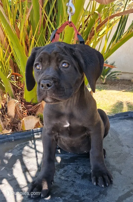 KIng Corso Lozano – Cane Corso puppy for sale in Lancaster, CA