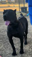 KIng Corso Lozano, a male Cane Corso for sale in Lancaster, CA – 7 of 10