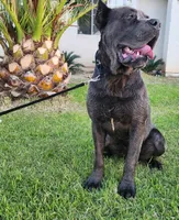 KIng Corso Lozano, a male Cane Corso for sale in Lancaster, CA – 9 of 10