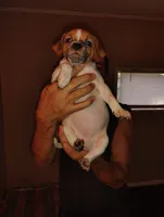 No names, a female Jack Russell Terrier for sale in Thonotosassa, FL – 3 of 4