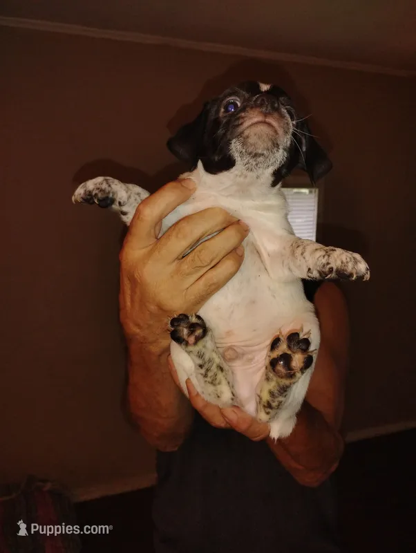 No names – Jack Russell Terrier puppy for sale in Thonotosassa, FL