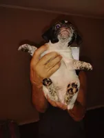 No names, a female Jack Russell Terrier for sale in Thonotosassa, FL – 1 of 4