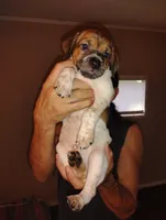 No names, a female Jack Russell Terrier for sale in Thonotosassa, FL – 2 of 4