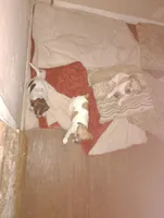 No names, a female Jack Russell Terrier for sale in Thonotosassa, FL – 4 of 4