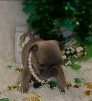 Frenchie Puppies , a male French Bulldog for sale in Crestline, OH – Photo 1 of 6