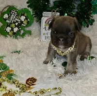 Frenchie Puppies , a male French Bulldog for sale in Crestline, OH – Photo 6 of 6