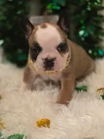 Frenchie Puppies , a male French Bulldog for sale in Crestline, OH – Photo 5 of 6