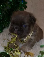 Frenchie Puppies , a male French Bulldog for sale in Crestline, OH – Photo 3 of 6