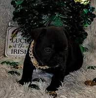 Frenchie Puppies , a male French Bulldog for sale in Crestline, OH – Photo 2 of 6