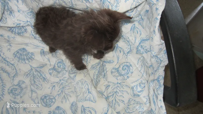 choco – Yorkshire Terrier puppy for sale in Lewisburg, TN