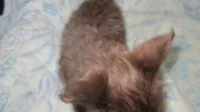 choco, a female Yorkshire Terrier for sale in Lewisburg, TN – 2 of 3