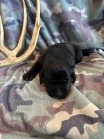 Black Female 2, a female Labrador Retriever for sale in New Sharon, IA – 1 of 2