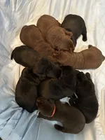 Black Female 4, a female Labrador Retriever for sale in New Sharon, IA – 2 of 2