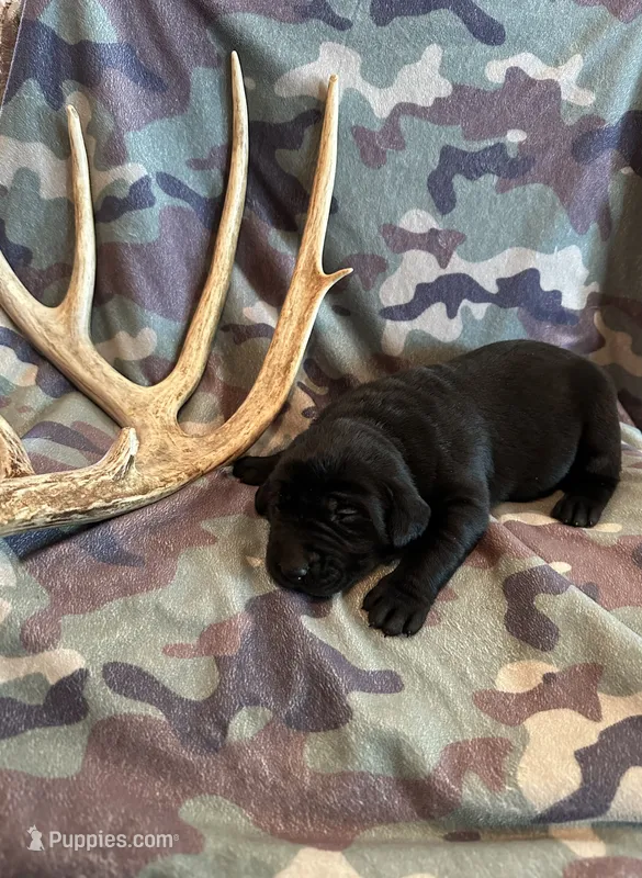 Black Female 1 – Labrador Retriever puppy for sale in New Sharon, IA