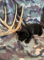 Black Female 1, a female Labrador Retriever for sale in New Sharon, IA – 1 of 4