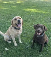 Black Female 3, a female Labrador Retriever for sale in New Sharon, IA – 4 of 4