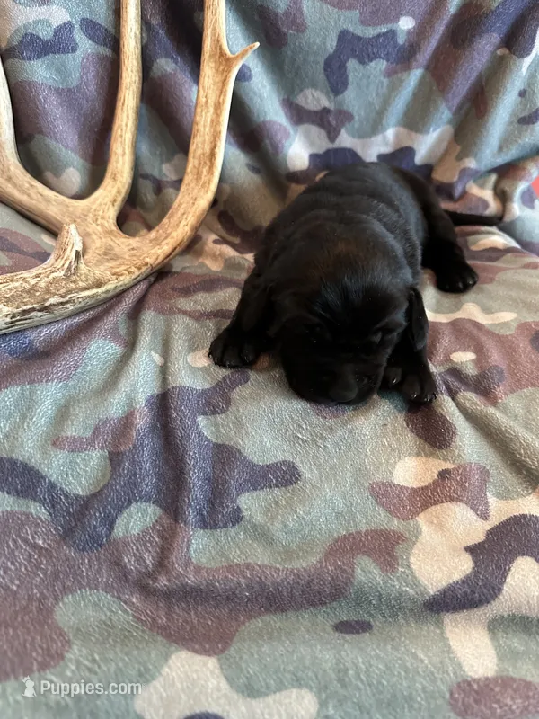 Black Female 3 – Labrador Retriever puppy for sale in New Sharon, IA