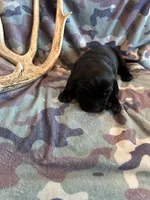 Black Female 3, a female Labrador Retriever for sale in New Sharon, IA – 1 of 4