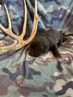 Chocolate Female , a female Labrador Retriever for sale in New Sharon, IA – 1 of 4