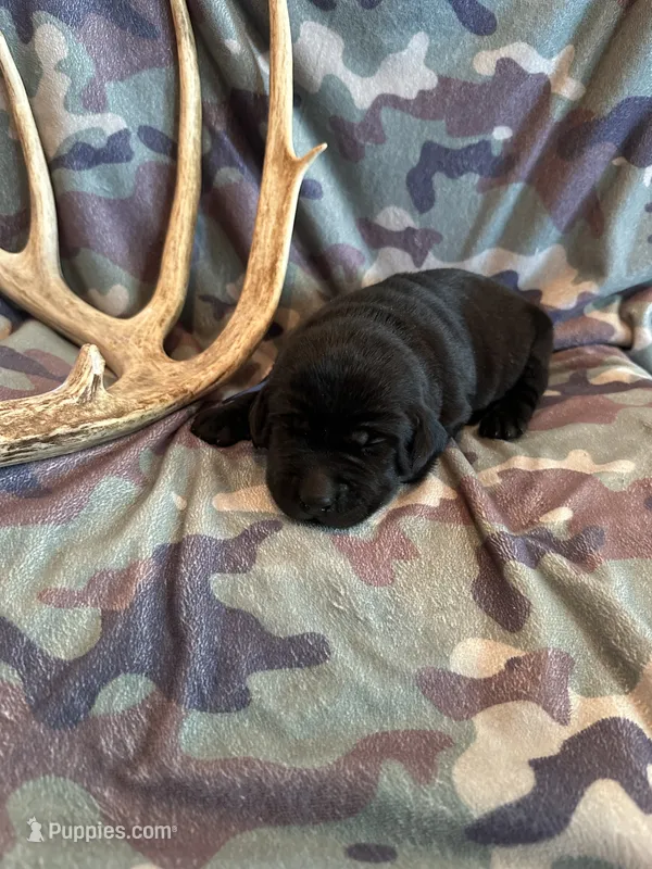 Black Female 4 – Labrador Retriever puppy for sale in New Sharon, IA