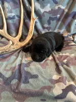 Black Female 4, a female Labrador Retriever for sale in New Sharon, IA – 1 of 2