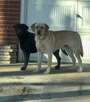 Black Female 3, a female Labrador Retriever for sale in New Sharon, IA – 3 of 4