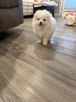 Astraea, a female Pomeranian for sale in Sparks, NV – 6 of 6