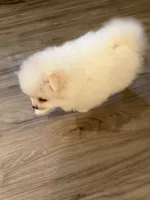 Astraea, a female Pomeranian for sale in Sparks, NV – 2 of 6