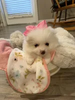 Astraea, a female Pomeranian for sale in Sparks, NV – 3 of 6