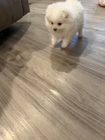 Astraea, a female Pomeranian for sale in Sparks, NV – 5 of 6