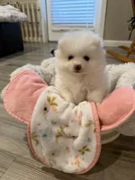 Astraea, a female Pomeranian for sale in Sparks, NV – 1 of 6