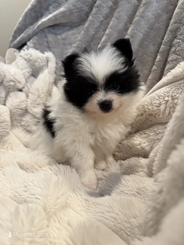 Panda-Monium – Pomeranian puppy for sale in Sparks, NV