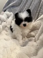 Panda-Monium, a male Pomeranian for sale in Sparks, NV – 1 of 5