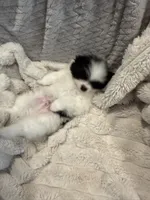 Panda-Monium, a male Pomeranian for sale in Sparks, NV – 3 of 5