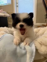 Panda-Monium, a male Pomeranian for sale in Sparks, NV – 4 of 5