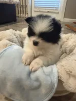Panda-Monium, a male Pomeranian for sale in Sparks, NV – 2 of 5