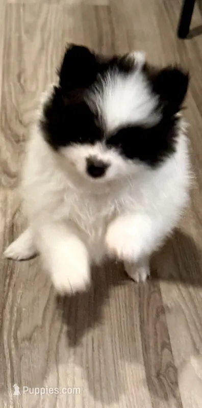 Panda-Monium – Pomeranian puppy for sale in Sparks, NV