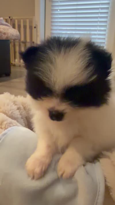 Panda-Monium, a male Pomeranian for sale in Sparks, NV – 5 of 5