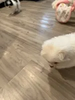 Astraea, a female Pomeranian for sale in Sparks, NV – 4 of 6