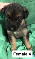 Female 4, a female German Shepherd Dog for sale in Stroudsburg, PA – Photo 1 of 6