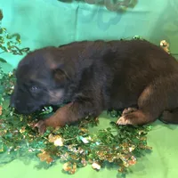 Female 4, a female German Shepherd Dog for sale in Stroudsburg, PA – Photo 3 of 6