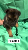 Female 5, a female German Shepherd Dog for sale in Stroudsburg, PA – Photo 2 of 6